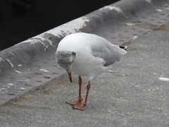 Chroicocephalus ridibundus