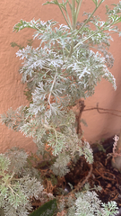 Artemisia franserioides