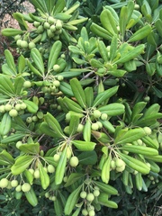 Pittosporum tobira