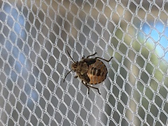 Holcogaster fibulata