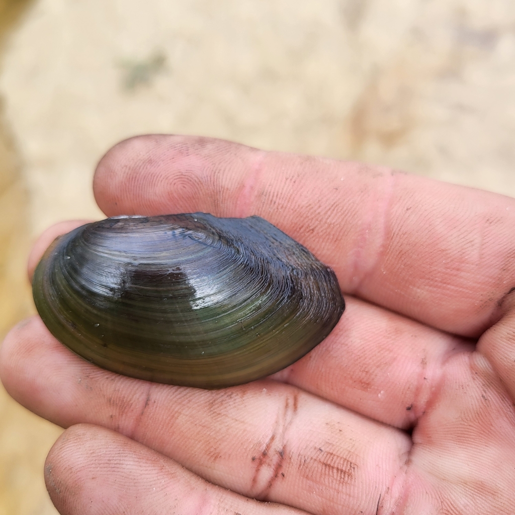 Florida Floater