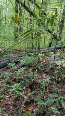 Podocarpus matudae jaliscanus