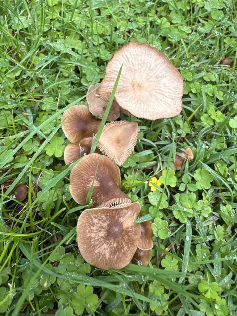 Collybiopsis subpruinosa · April 2025 · photo: © liamclaytonmedia (iNaturalist, cc0)