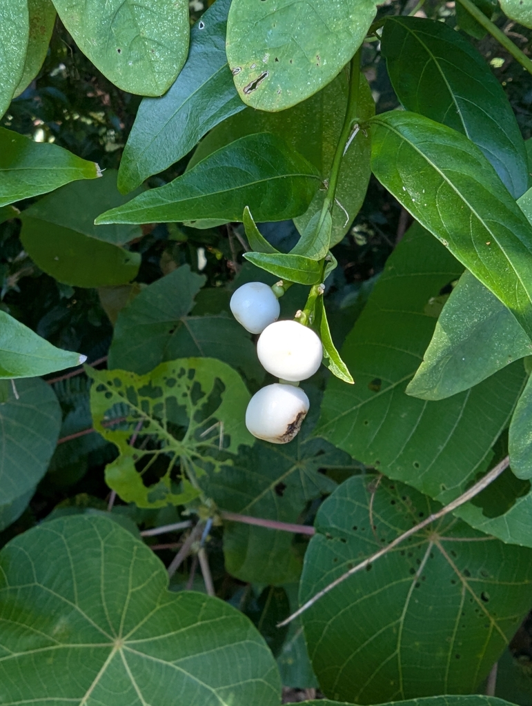 Cestrum nocturnum, Myocum NSW 2481, Australia