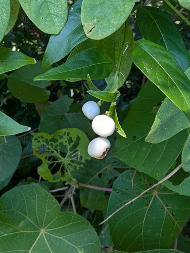 Cestrum nocturnum