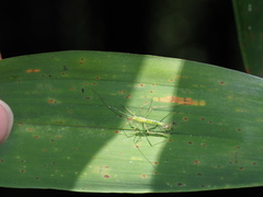 Mecistoscelis scirtetoides