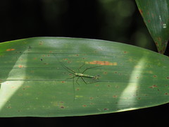 Mecistoscelis scirtetoides