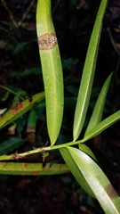 Podocarpus matudae jaliscanus
