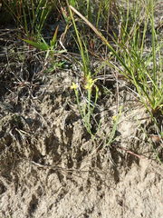 Hypericum gentianoides