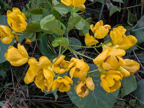 Senna pendula
