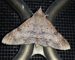 Hypospila dochmotoma