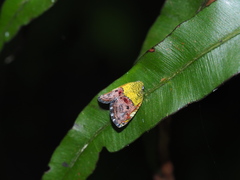 Ricanula pulverosa