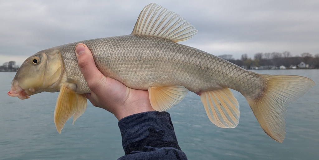 Photo of a White Sucker