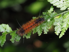 Amsactoides solitaria