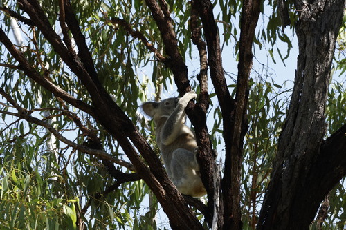 Koala