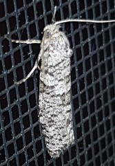 Lepidoscia euryptera