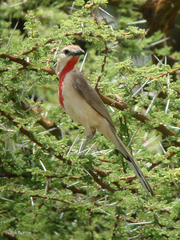 Rhodophoneus cruentus