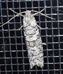 Lepidoscia euryptera