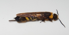 Eriotremex formosanus