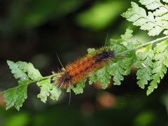 Amsactoides solitaria