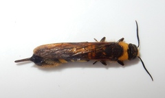Eriotremex formosanus
