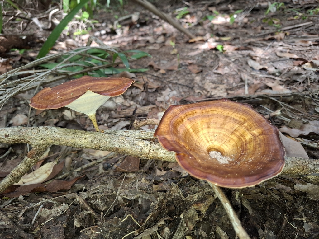 Microporus xanthopus · April 2025 · photo: © k-limmen (iNaturalist, cc-by-nc)