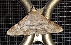 Hypospila dochmotoma