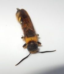 Eriotremex formosanus