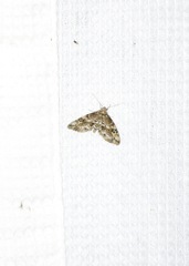 Melanomma auricinctaria