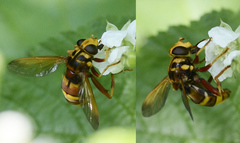 Milesia crabroniformis