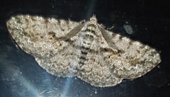 Boarmia suasaria