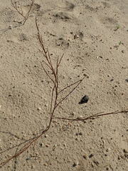 Polygonella articulata