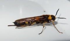 Eriotremex formosanus