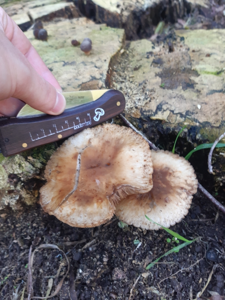 Cyclocybe parasitica · April 2025 · photo: © georgecox (iNaturalist, cc0)