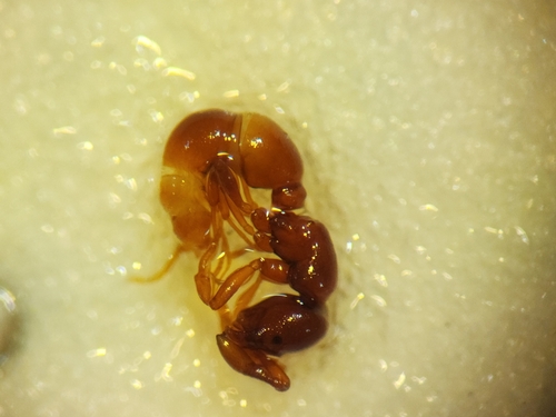Photo of Southern Curltail ant (Discothyrea antarctica)
