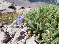 Polemonium elegans