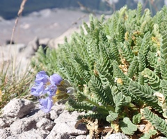 Polemonium elegans