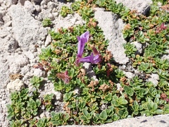 Penstemon davidsonii