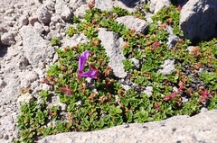 Penstemon davidsonii