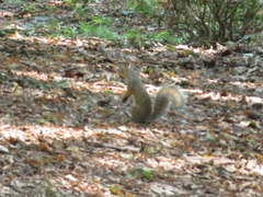 Sciurus carolinensis