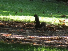 Sciurus carolinensis