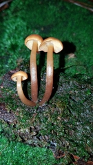 Gymnopilus bellulus