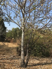 Populus × canescens