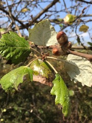 Populus × canescens