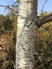 Populus × canescens