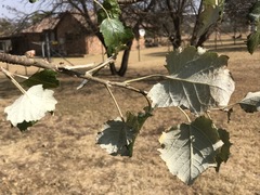 Populus × canescens