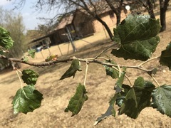 Populus × canescens