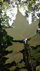 Acer binzayedii