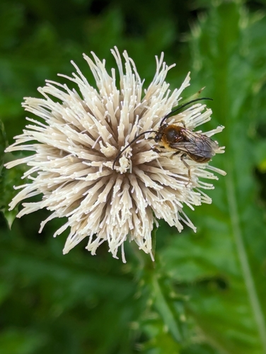 Cirsium brevicaule iNat (1)