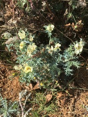 Argemone ochroleuca ochroleuca